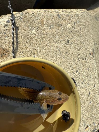 ハゼの釣果