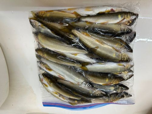 アユの釣果