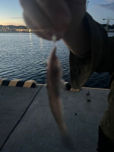 ハゼの釣果