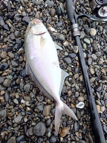 ショゴの釣果
