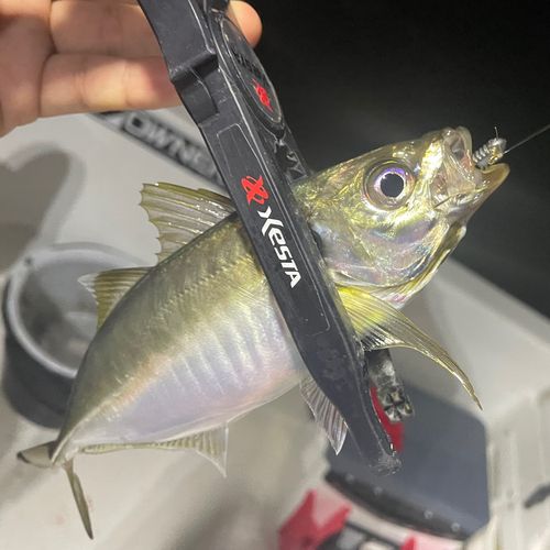 マアジの釣果