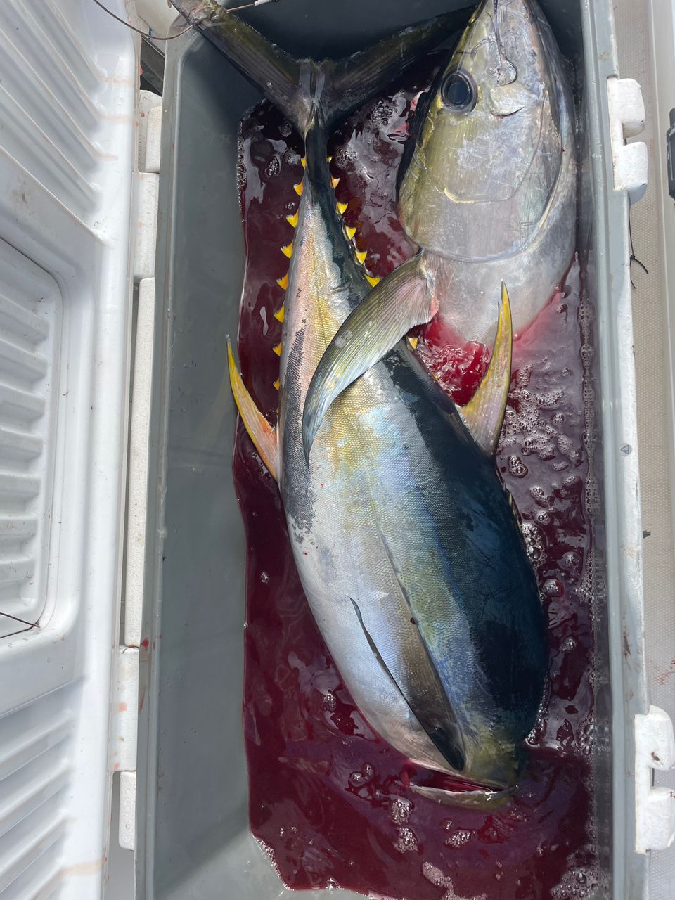 ECSTASEA【東京湾ガイド】さんの釣果 1枚目の画像