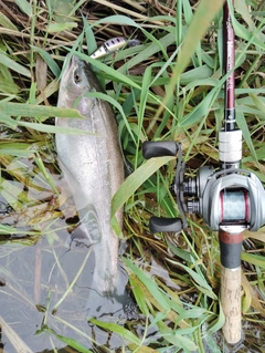 ニジマスの釣果