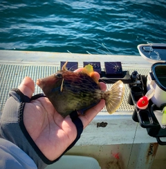 カワハギの釣果