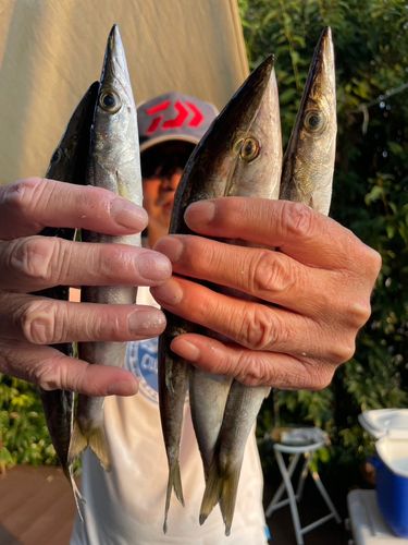カマスの釣果