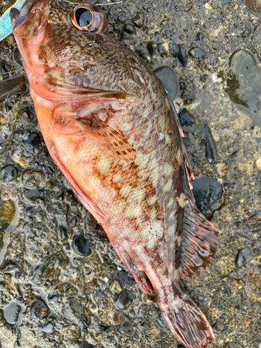 カサゴの釣果