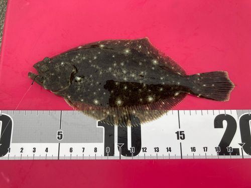 ソゲの釣果