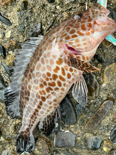 オオモンハタの釣果