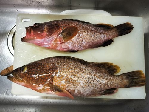 キジハタの釣果