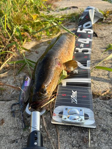 ライギョの釣果