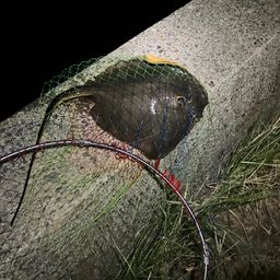 アカエイ