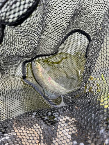 ニジマスの釣果