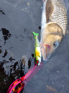 ニゴイの釣果
