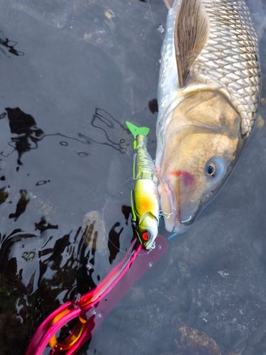 ニゴイの釣果