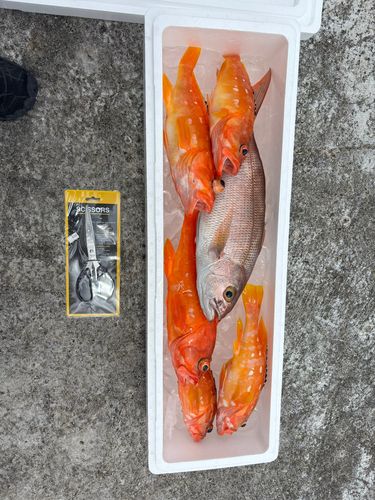 ヒメダイの釣果