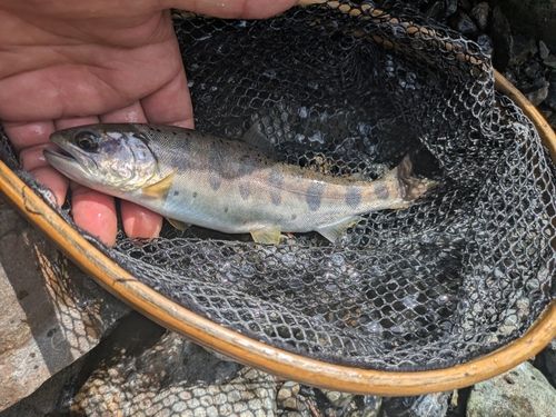 アマゴの釣果