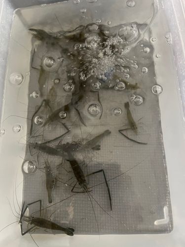 テナガエビの釣果