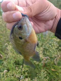 ブルーギルの釣果