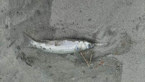 浜名湖