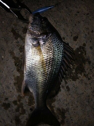 キビレの釣果