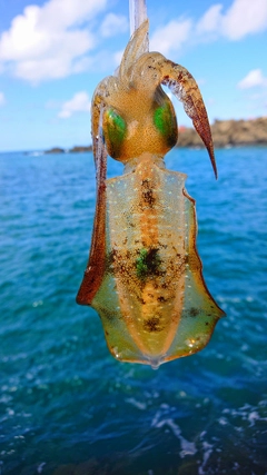 アオリイカの釣果