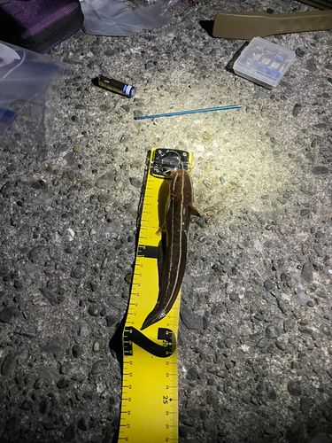 ゴンズイの釣果