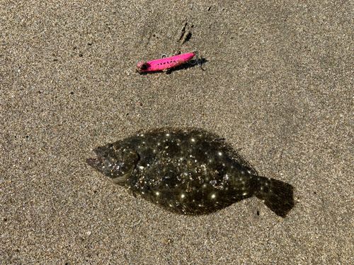 ソゲの釣果