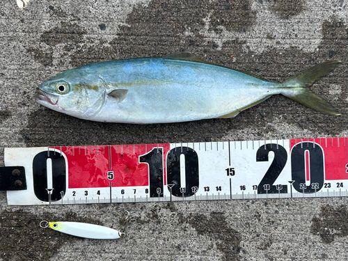 フクラギの釣果