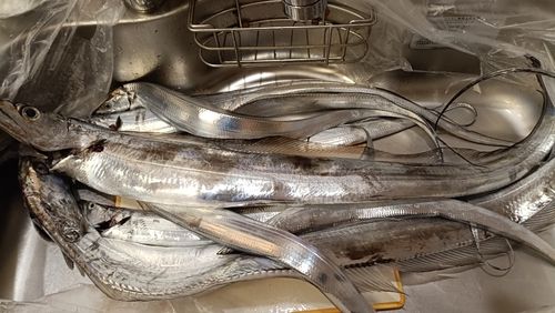 タチウオの釣果