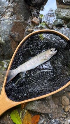 イワナの釣果