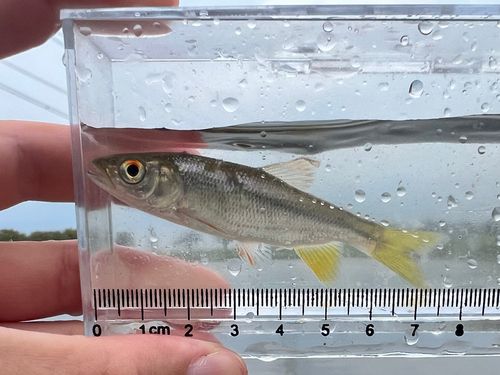 カワムツの釣果