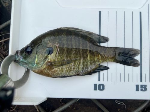 ブルーギルの釣果