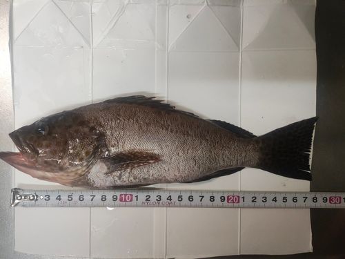 オオモンハタの釣果