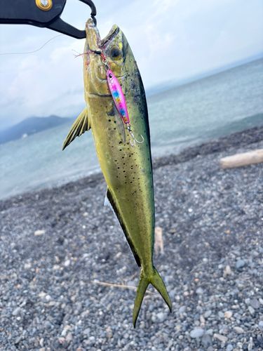 シイラの釣果