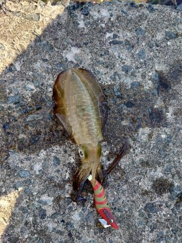 アオリイカの釣果