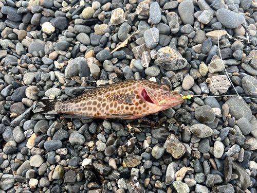オオモンハタの釣果
