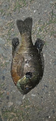 ブルーギルの釣果