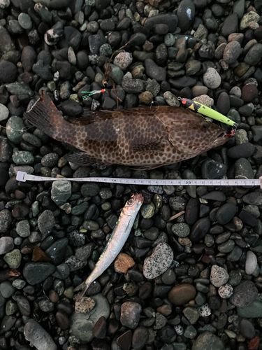 オオモンハタの釣果