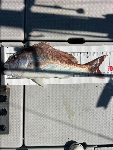 マダイの釣果