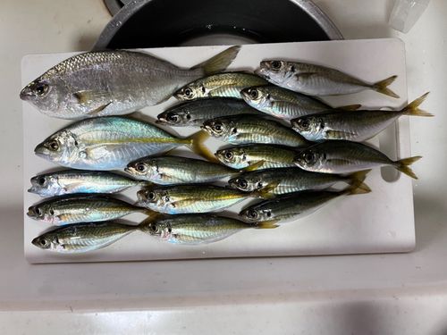 アジの釣果