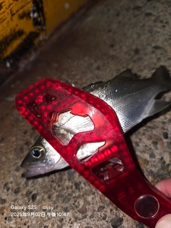 セイゴ（マルスズキ）の釣果