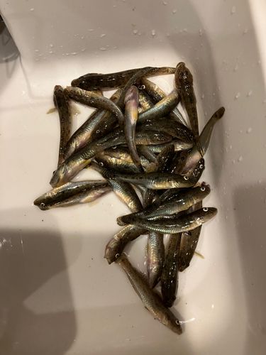 マハゼの釣果