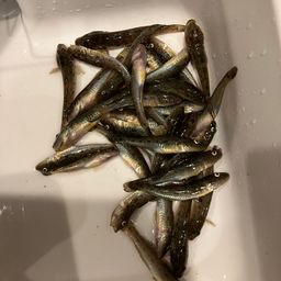 マハゼ