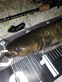 ナマズの釣果