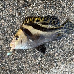 コショウダイ