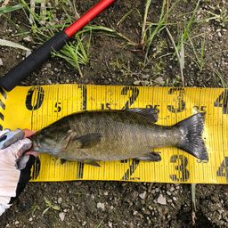 スモールマウスバス