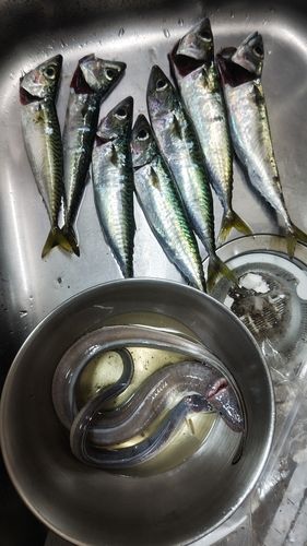 サバの釣果