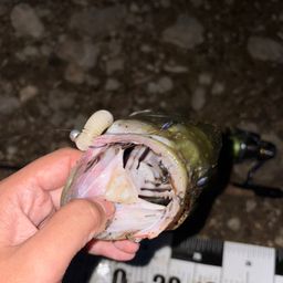 ブラックバス