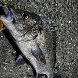 チヌ