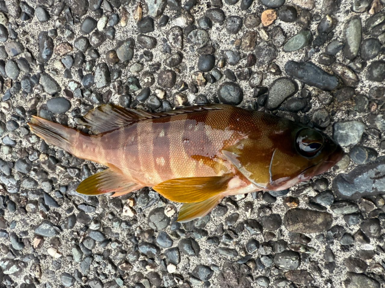 ハタ